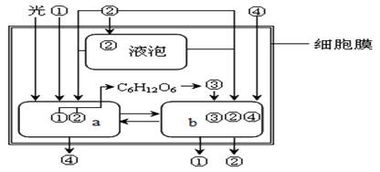 免疫細胞識別功能與細胞全能性分析